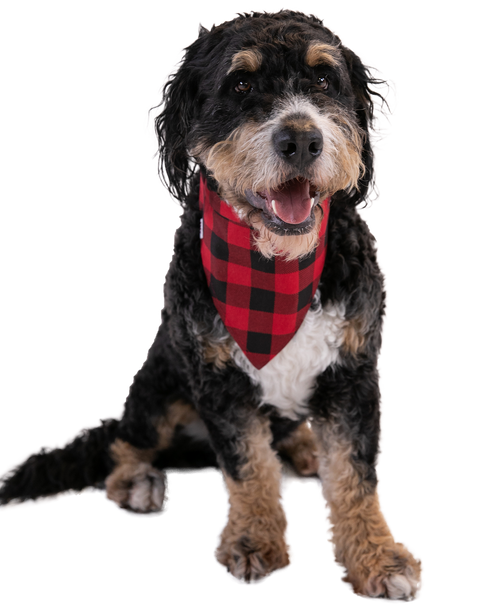 Lazy One Explore Wild Dog Bandana