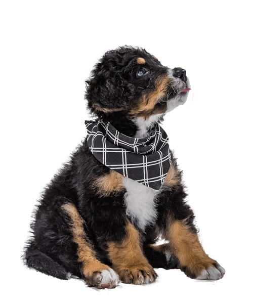 Lazy One Family Bear Dog Bandana