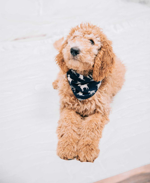 Lazy One Labs Dog Bandana