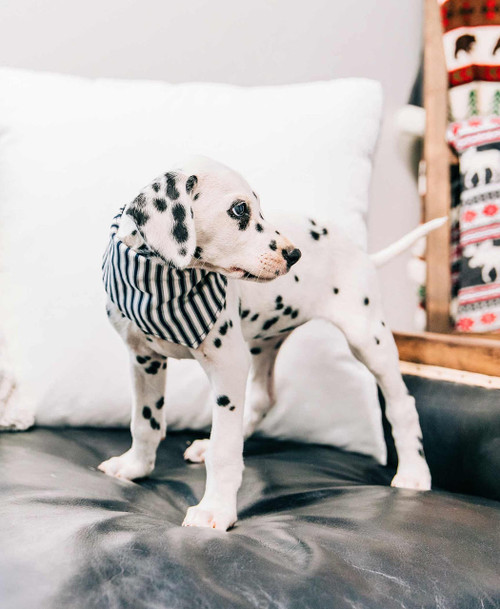 Lazy One Labs Dog Bandana