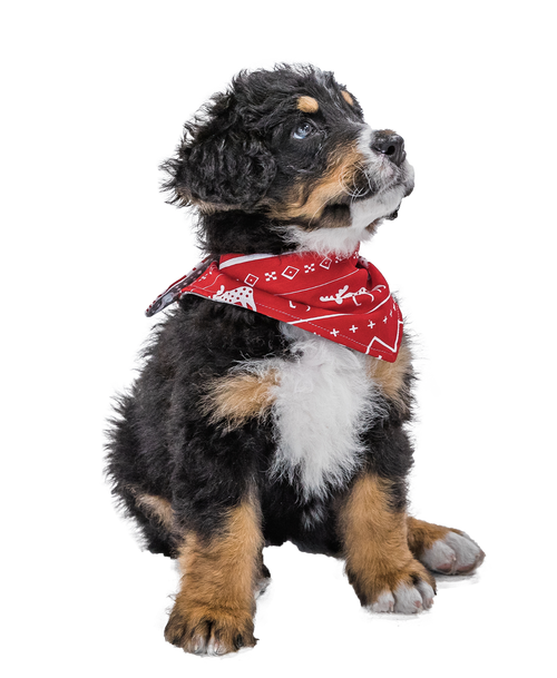 Lazy One Nordic Dog Bandana