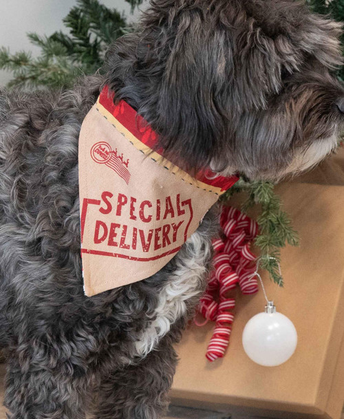 Lazy One Special Delivery Dog Bandana