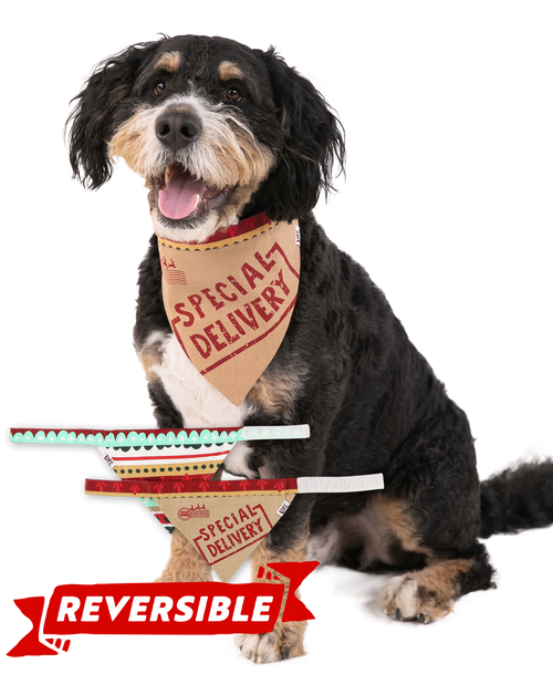 lazy one Special Delivery Dog Bandana