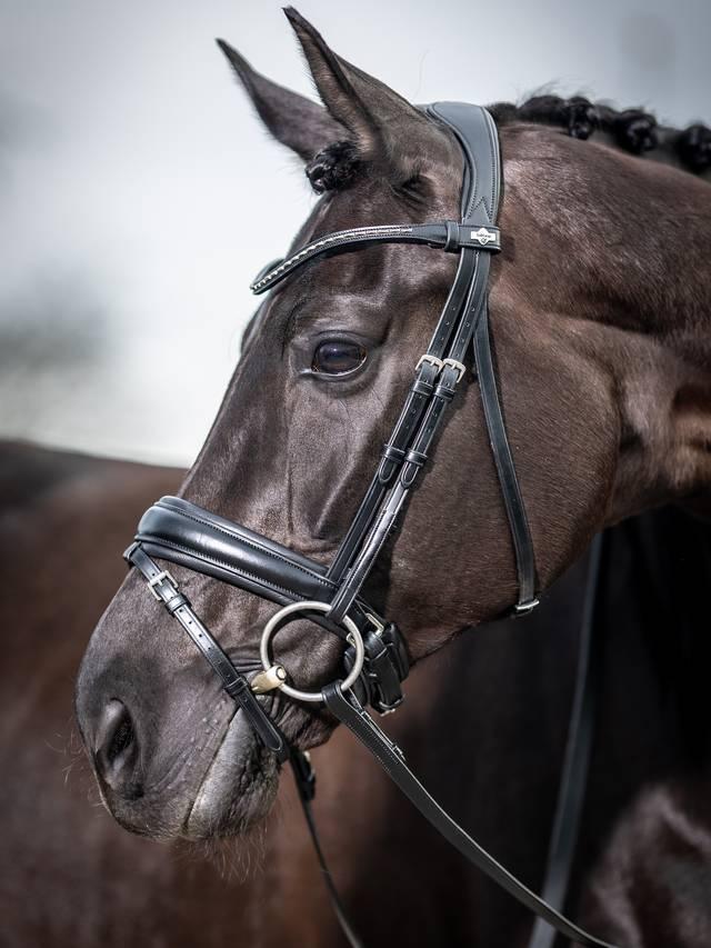Lemieux Kudos Classic Dressage Bridle Black