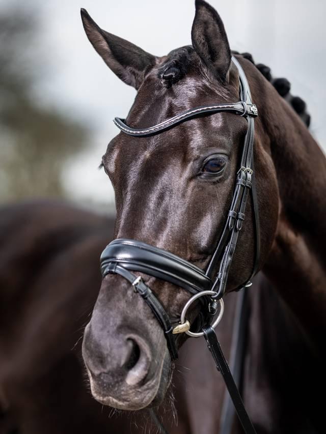 lemieux Kudos Classic Dressage Bridle Black