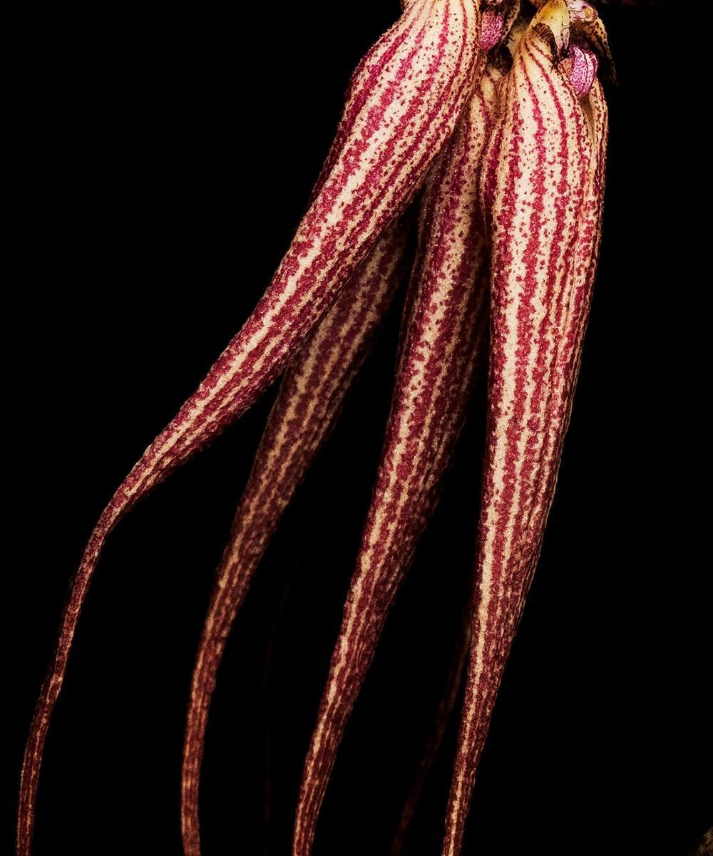 Liberty London Byredo Bal D'Afrique Absolu De Parfum 100ml