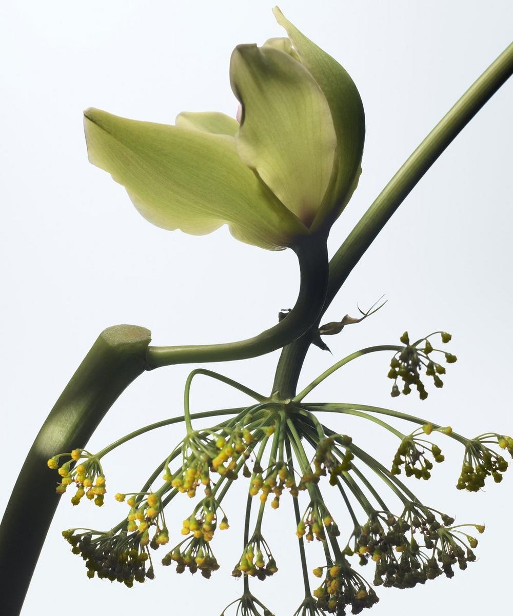 liberty london Dries Van Noten Vanille Camouflage Eau de Parfum 100ml