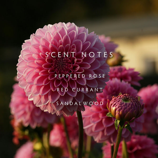 Linnea Dahlia 2-wick Candle - New Limited Edition Fragrance