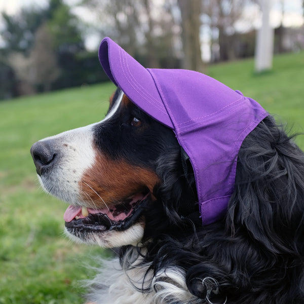 Littlearth Kansas State University Pet Baseball Hat