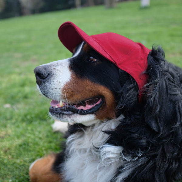 Littlearth University Of Georgia Pet Baseball Hat