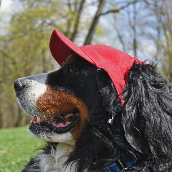 Littlearth University Of Utah Pet Baseball Hat