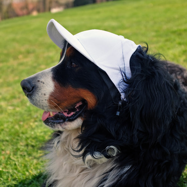 Littlearth Michigan State University Pet Baseball Hat