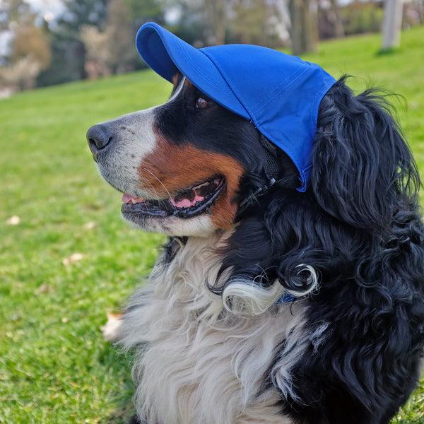 Littlearth University Of Pittsburgh Pet Baseball Hat