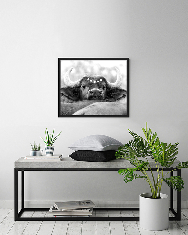 Liv Corday African Buffalo