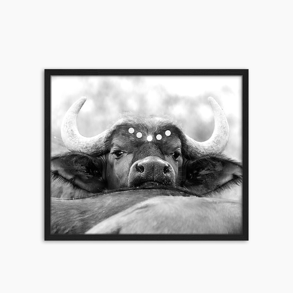 liv corday African Buffalo