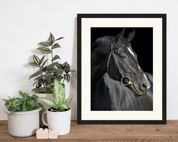 Liv Corday Beautiful Black Horse