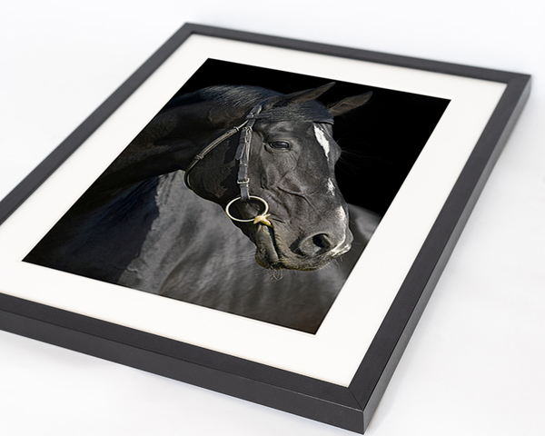 Liv Corday Beautiful Black Horse