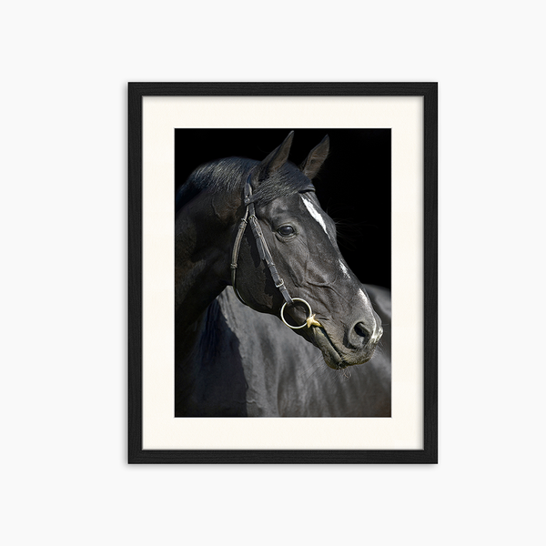 liv corday Beautiful black horse