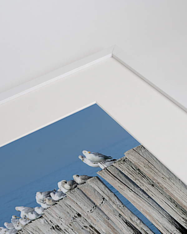 Liv Corday Birds At The Beach