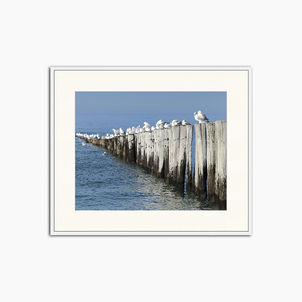 liv corday Birds at the beach
