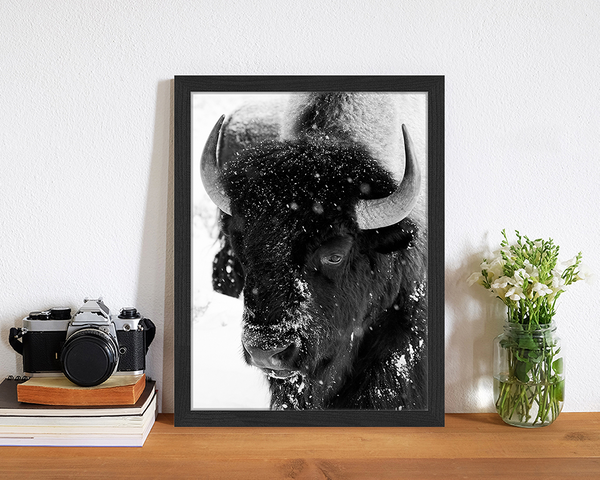 Liv Corday Bison Snowing