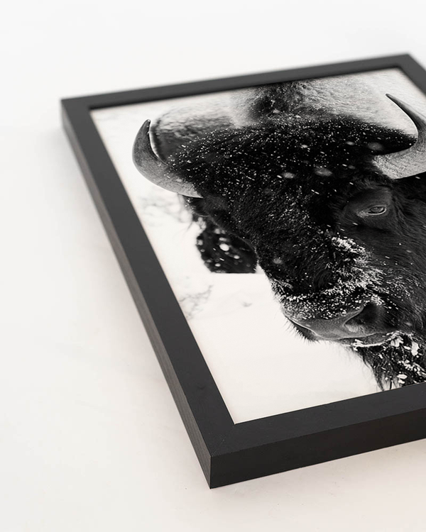 Liv Corday Bison Snowing