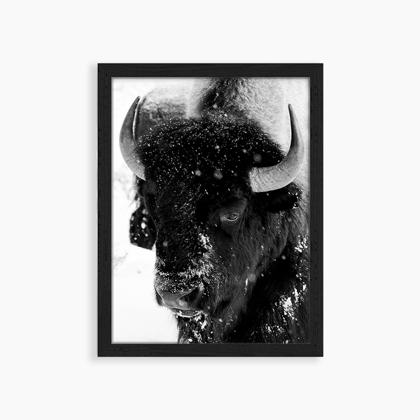 liv corday Bison Snowing