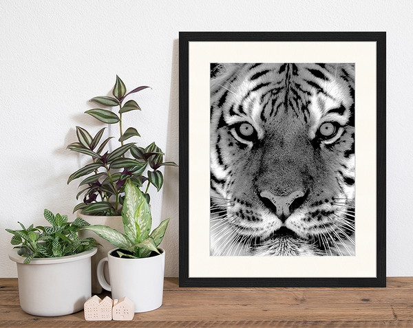 Liv Corday Black And White Siberian Tiger