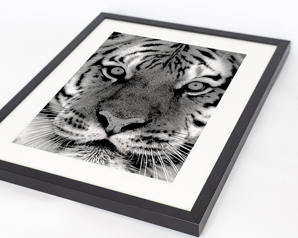 Liv Corday Black And White Siberian Tiger