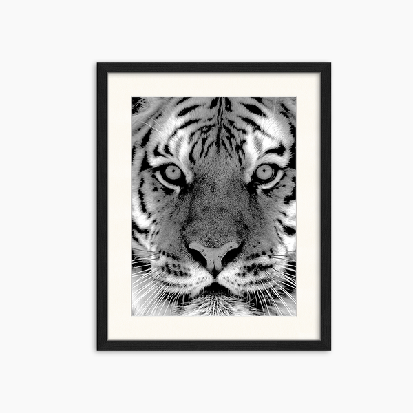 liv corday Black and White Siberian Tiger