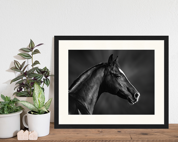 Liv Corday Black Horse