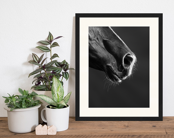 Liv Corday Black Horse Close Up