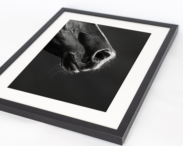 Liv Corday Black Horse Close Up