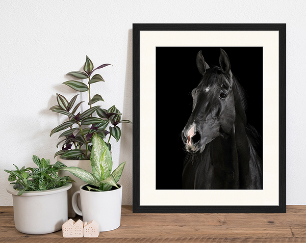 Liv Corday Black Horse Portrait