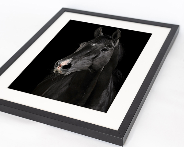 Liv Corday Black Horse Portrait