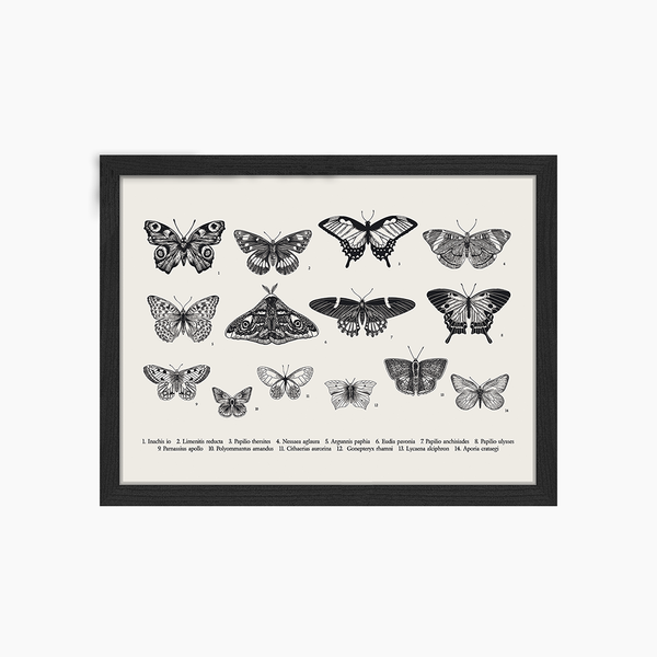 liv corday Butterlfy Collection