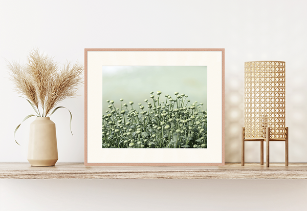 Liv Corday Chrysanthemum