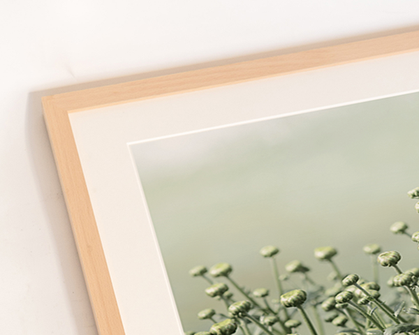 Liv Corday Chrysanthemum