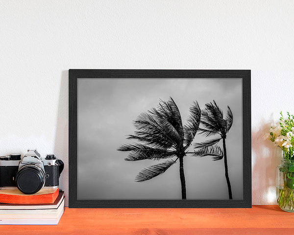 Liv Corday Coconut Palm Trees