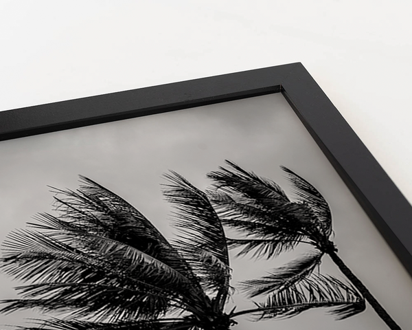 Liv Corday Coconut Palm Trees