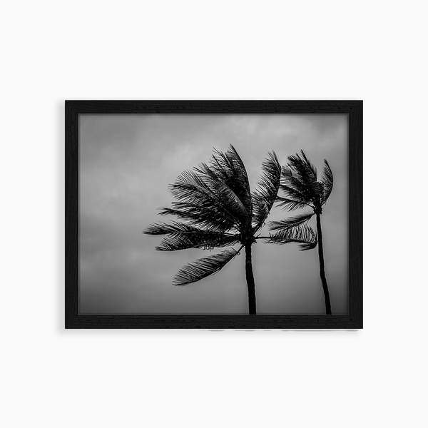 liv corday Coconut Palm Trees