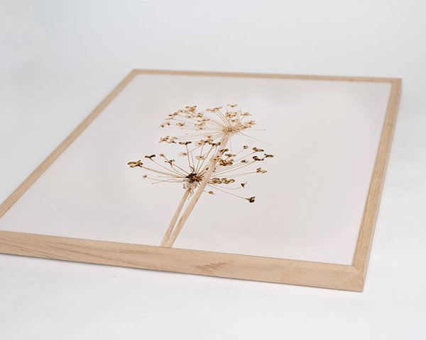 Liv Corday Dandelions