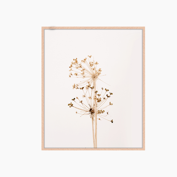 liv corday Dandelions