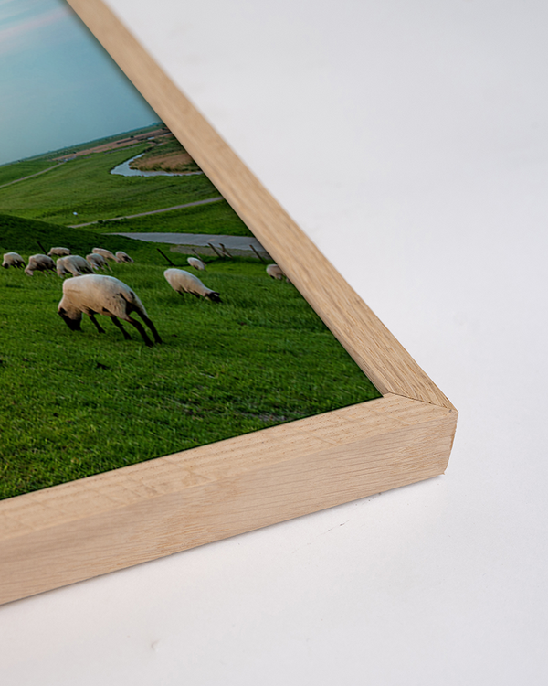 Liv Corday East Frisian Coast & Sheep