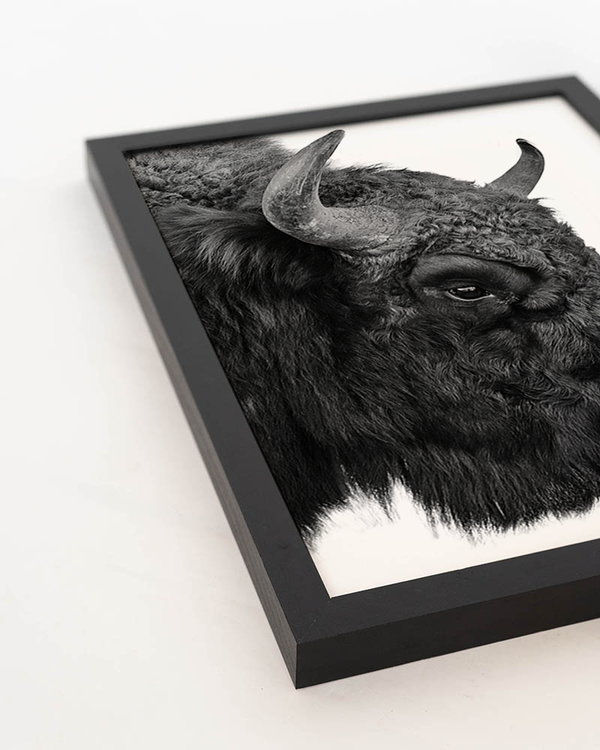 Liv Corday European Bison