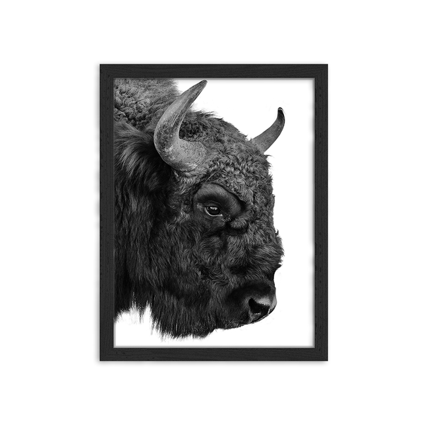 liv corday European Bison