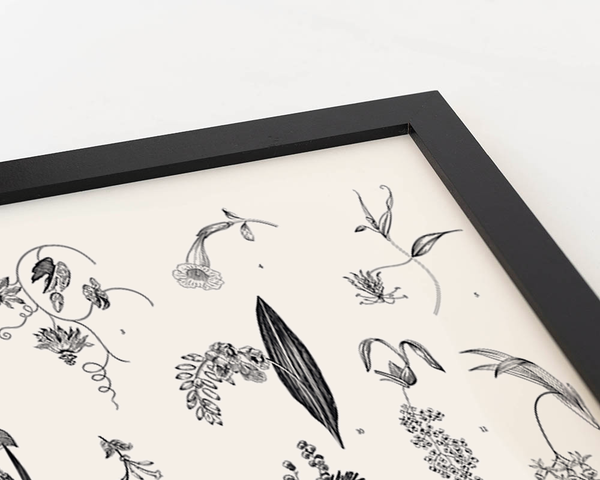 Liv Corday Exotic Plants