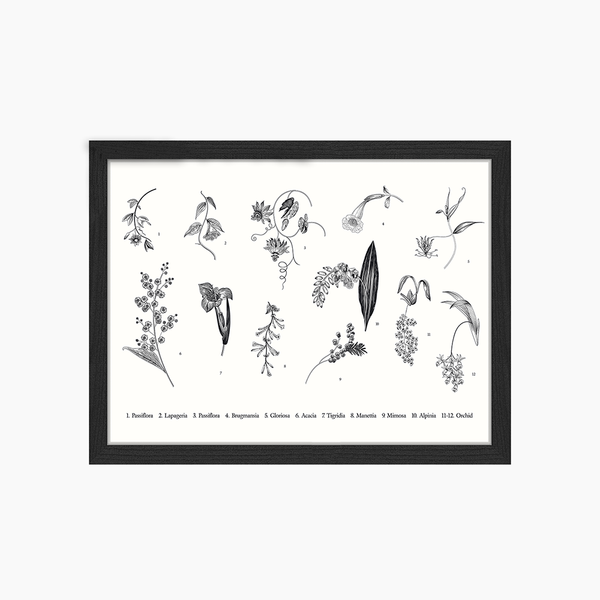 liv corday Exotic Plants