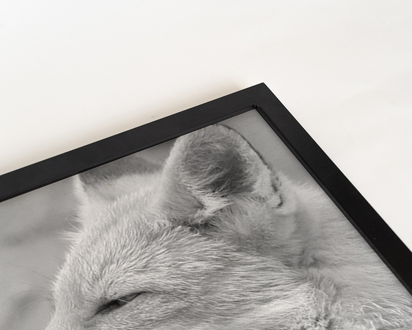 Liv Corday Foxes Kissing