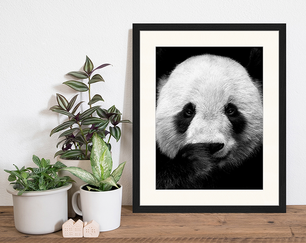 Liv Corday Giant Panda